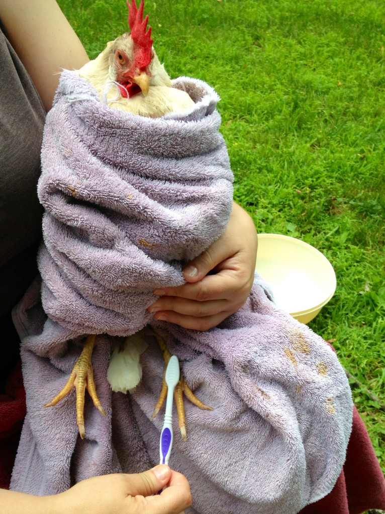 Chicken day spa - Camilla getting her pedicure.